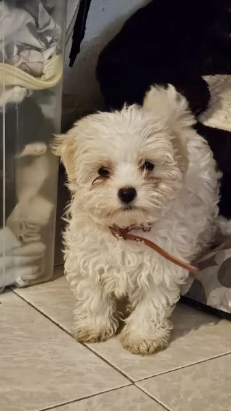 Cucciole di maltese coreano