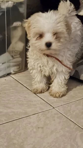 Cucciole di maltese coreano | Foto 0