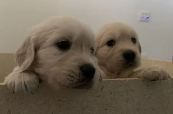 Cuccioli di golden retriever 