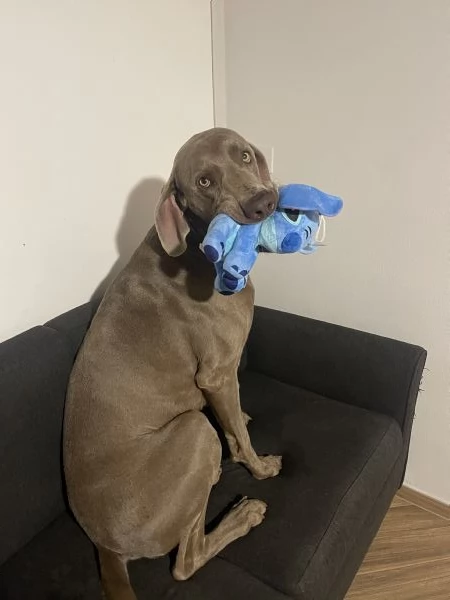 Weimaraner per monte 