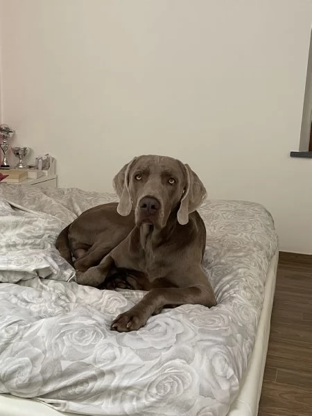 Weimaraner per monte  | Foto 3