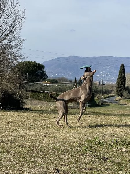 Weimaraner per monte  | Foto 2