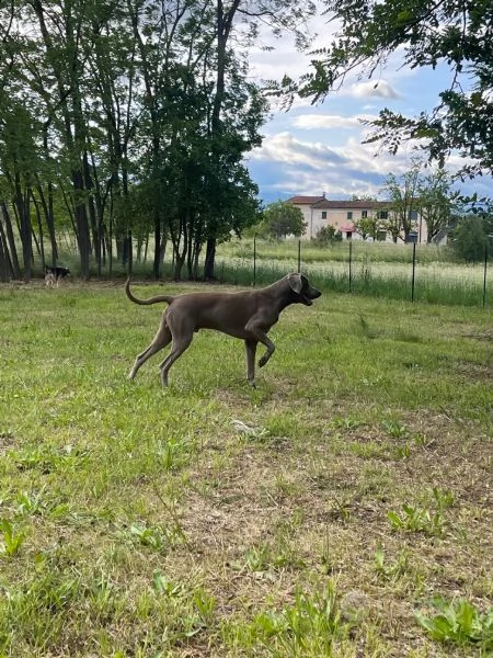 Weimaraner per monte  | Foto 1