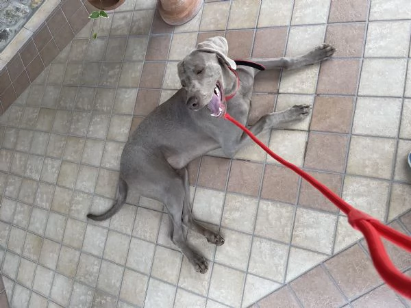 Weimaraner per monte  | Foto 0