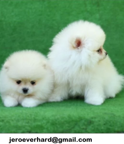 Regalo Bellissimi cuccioli di Volpini Spitz di Pomerania a disposizione