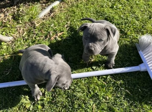 Regalo Cuccioli Amstaff con Pedigree Enci 