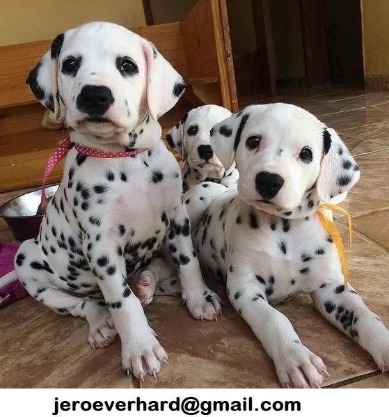 Regalo Disponibili cuccioli di dalmata