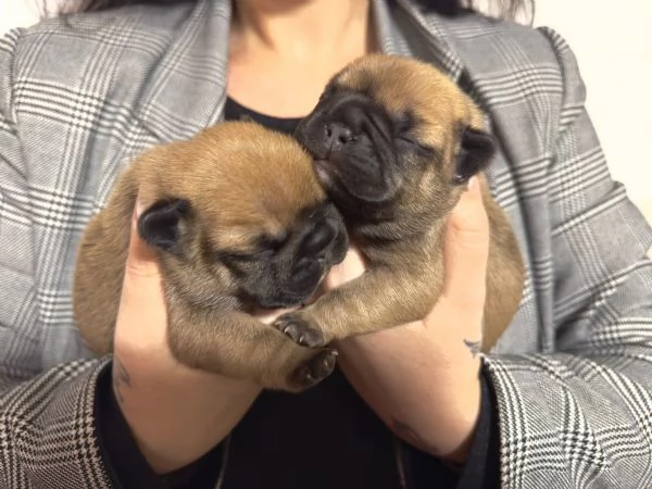 Cuccioli di Bulldog Francese Esotici