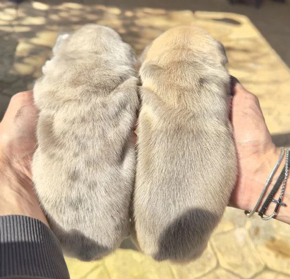 Cuccioli di Bulldog Francese Esotici | Foto 2