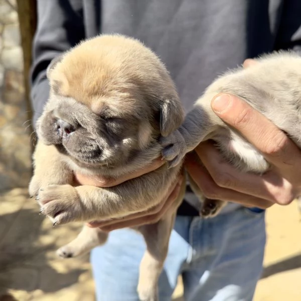 Cuccioli di Bulldog Francese Esotici | Foto 1