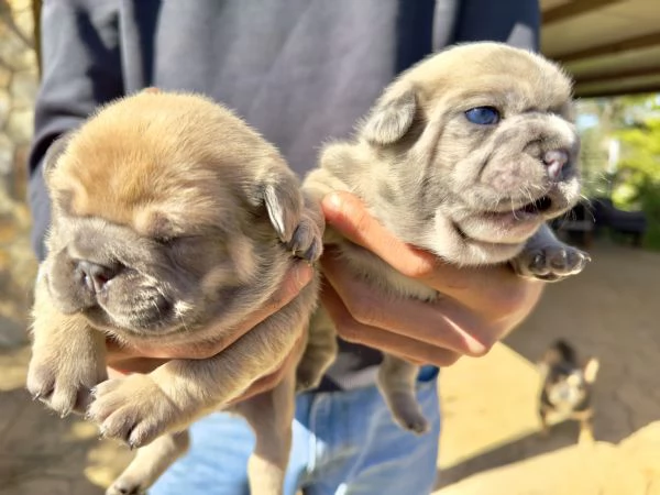 Cuccioli di Bulldog Francese Esotici | Foto 0