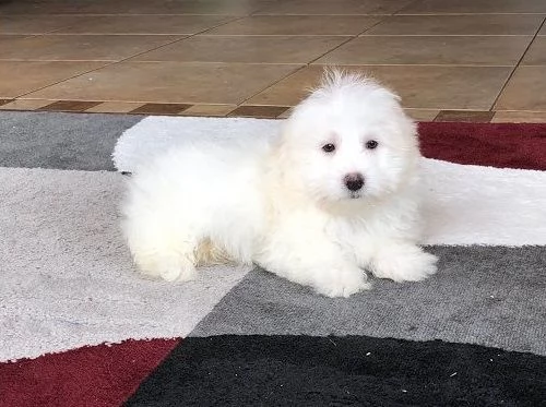 cuccioli di coton de tulear