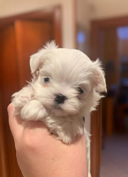 Maltesei cuccioli maschio e femmina