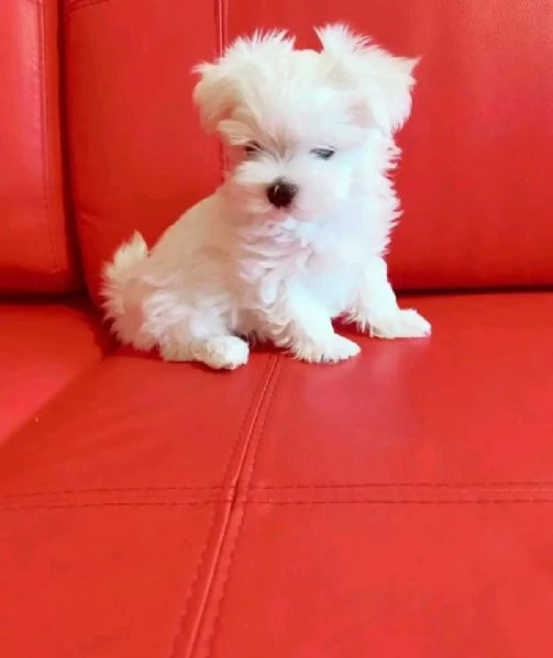 Cuccioli di Maltese toy