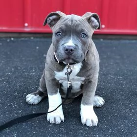 cuccioli di pitbull  | Foto 0