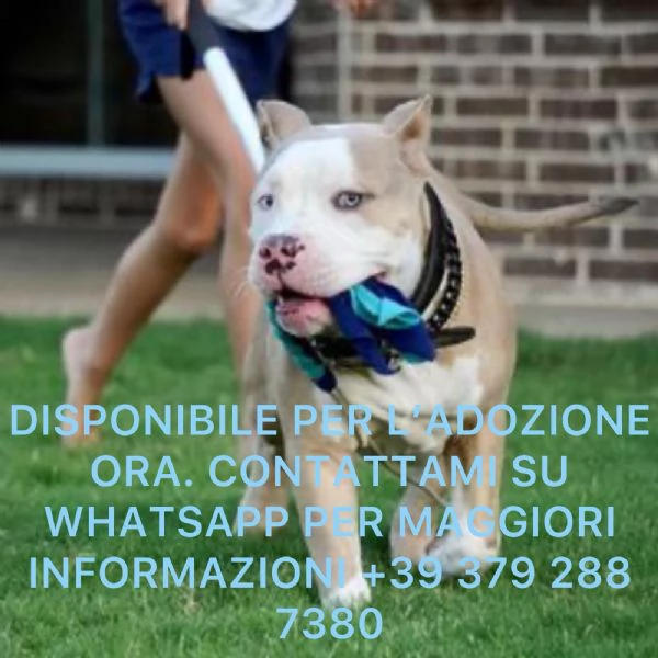 cuccioli di pitbull 