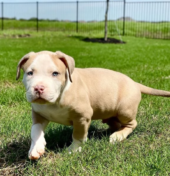 Cucciolo di pitbull in adozione | Foto 1