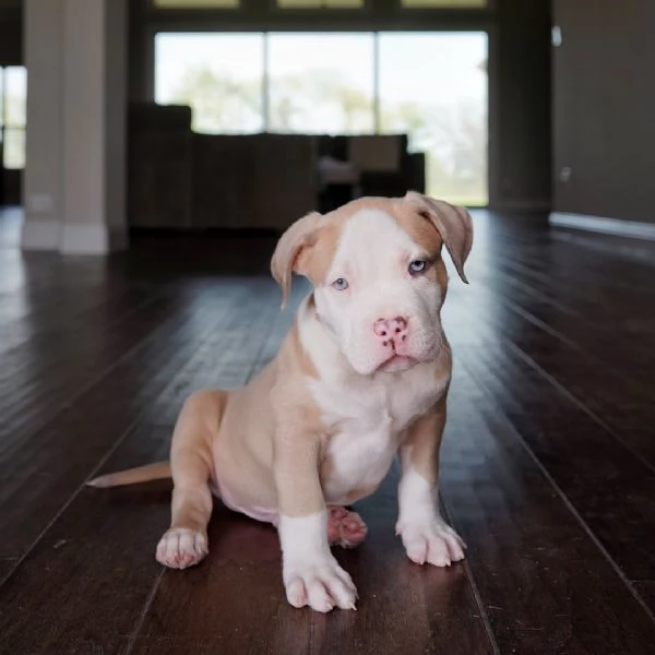 Cucciolo di pitbull in adozione