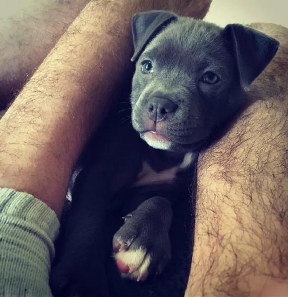 Cuccioli di Pitbull affascinanti in adozione | Foto 1