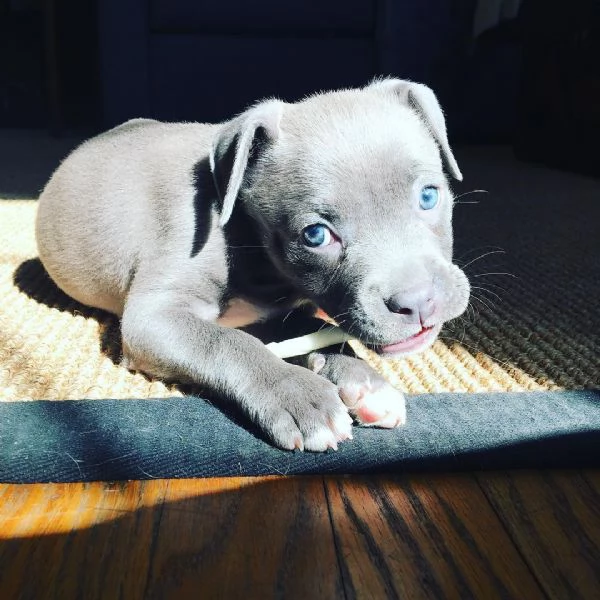 Cuccioli di Pitbull affascinanti in adozione | Foto 0