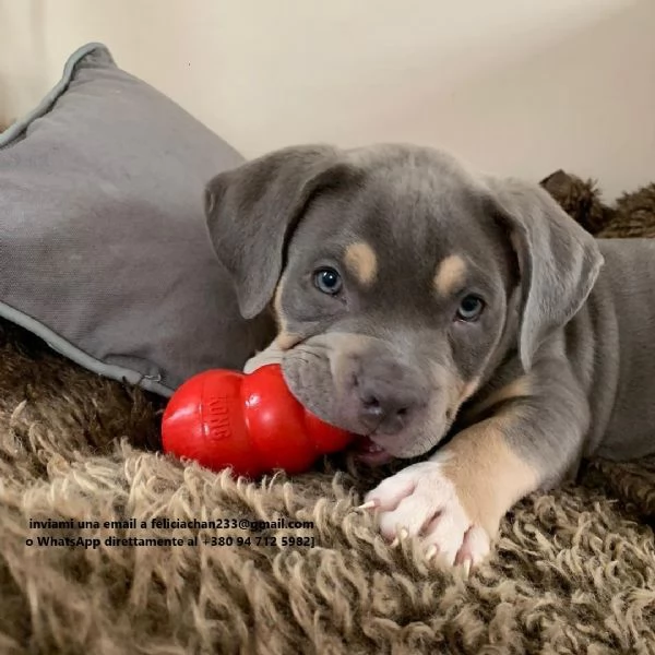 Cuccioli di Pitbull affascinanti in adozione