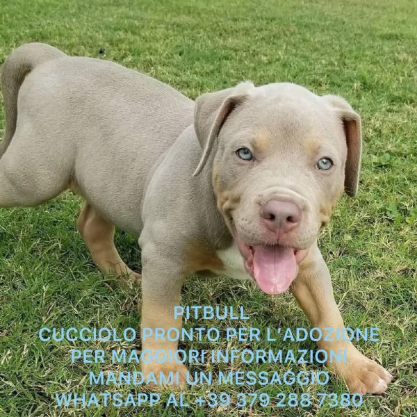  adorabili cuccioli di Pitbull