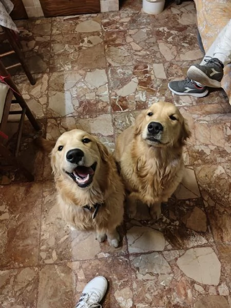 Cuccioli golden retriever 