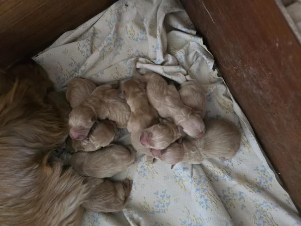 Cuccioli golden retriever  | Foto 3