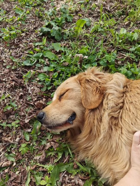 Cuccioli golden retriever  | Foto 2