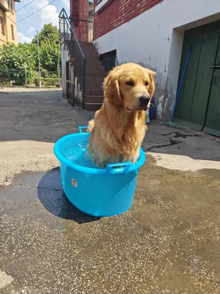 Cuccioli golden retriever  | Foto 0