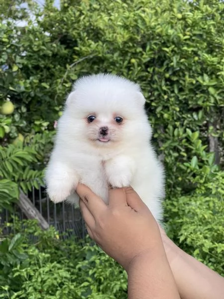 Cuccioli di Spitz Pomerania mini toy | Foto 0