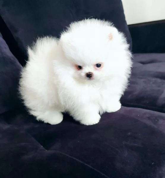 Cuccioli POMERANIA toy