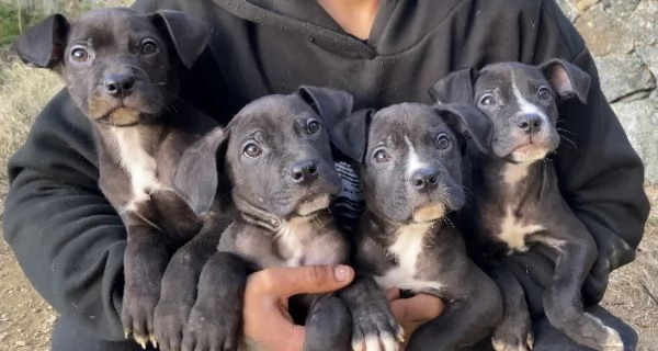 cuccioli mix Cane Corso e Pitbull Terrier | Foto 2