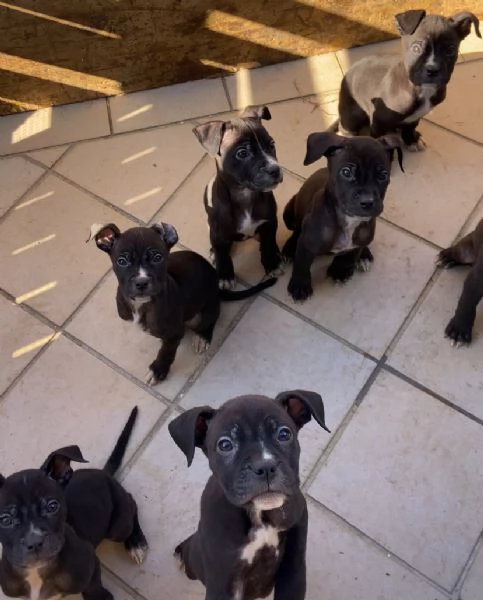 cuccioli mix Cane Corso e Pitbull Terrier | Foto 0