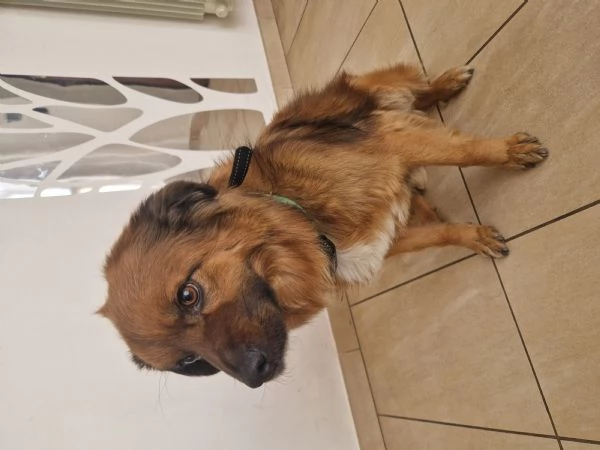 Cane meticcio dolce e coccolone  6 anni 13kg | Foto 4