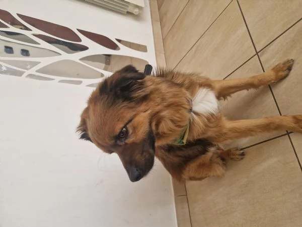 Cane meticcio dolce e coccolone  6 anni 13kg | Foto 1