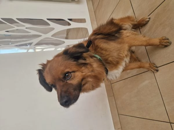 Cane meticcio dolce e coccolone  6 anni 13kg | Foto 0