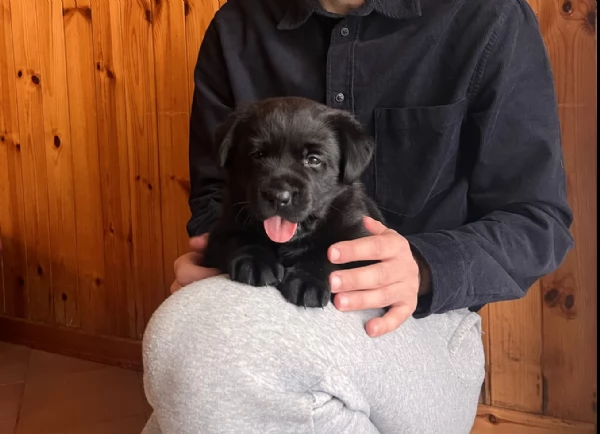 Labrador con pedigree Alta genealogia