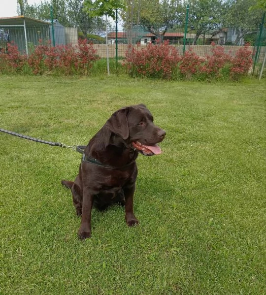 Labrador con pedigree Alta genealogia | Foto 3