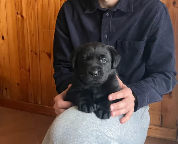 Labrador con pedigree Alta genealogia | Foto 2