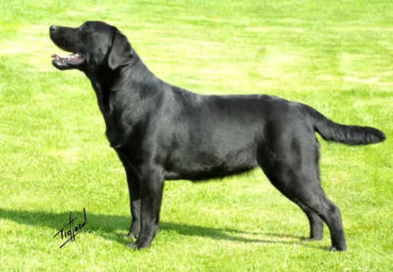 Labrador con pedigree Alta genealogia | Foto 0