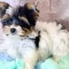 Yorkie Puppies For Sale