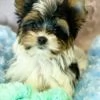 Yorkie Puppies For Sale | Foto 1