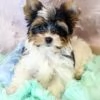 Yorkie Puppies For Sale | Foto 0