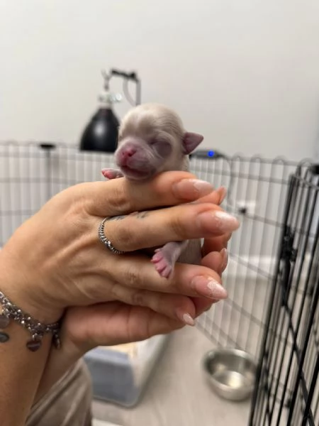 Cucciolata di Chihuahua a pelo lungo