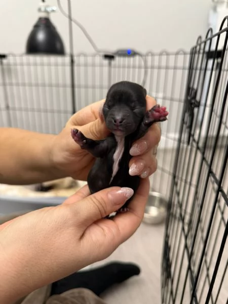 Cucciolata di Chihuahua a pelo lungo | Foto 1