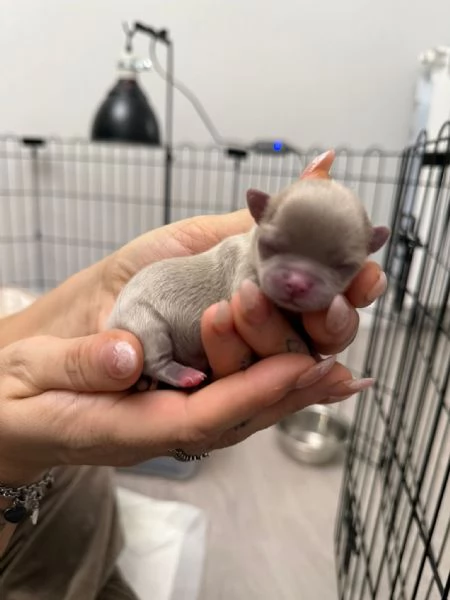 Cucciolata di Chihuahua a pelo lungo | Foto 0