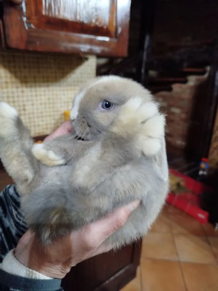 Cuccioli di Ariete nano minilop | Foto 0