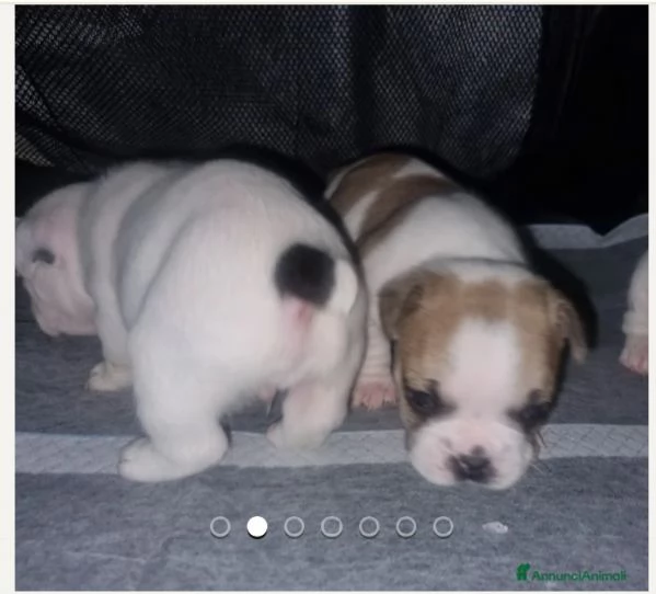 Bulldog francese  | Foto 2