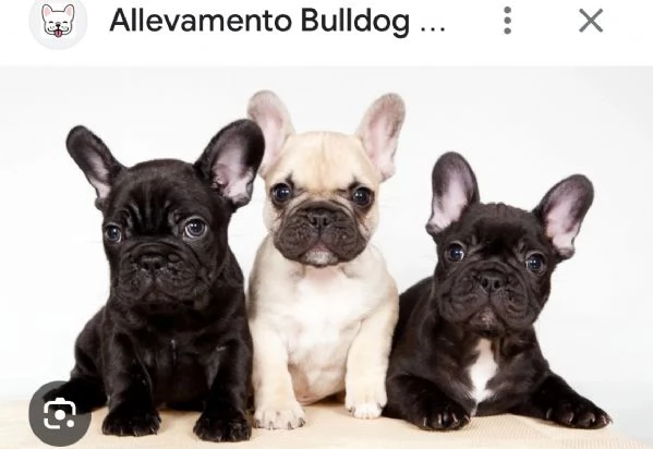 Bulldog francese  | Foto 0